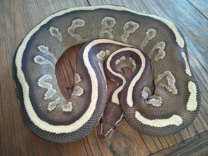 0,1 Mojave Fire het Ultramel proven