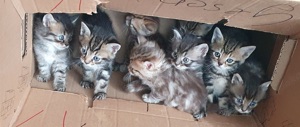 Süße Katzenbabys EKH & BKH 