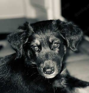 Australian Sheperd Welpe 