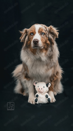 Australian Shepherd Deckrüde, ASCA