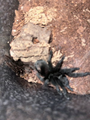 Vogelspinnen Grammostola Pulchra