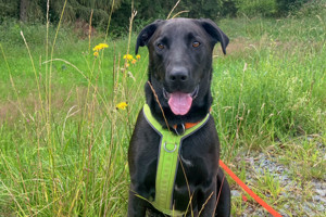 Nicki - 4 Jahre, Perro de Pastor Mallorquin  - Tierhilfe Franken e.V.