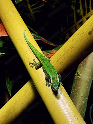 2.0 phelsuma inexpectata 