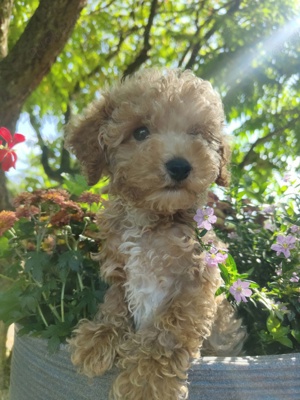 Maltipoo