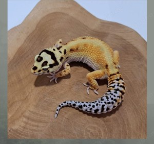 Leopardgecko weibchen White & Yellow