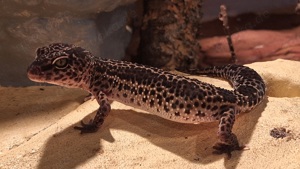 Leopardgecko weiblich Black night 