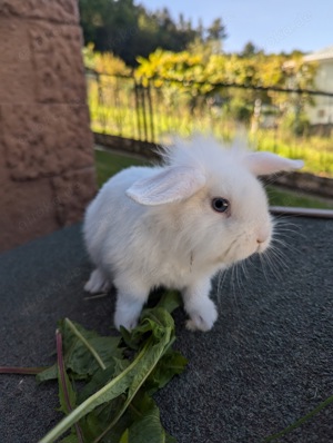 2 Löwenköpfchen  Minilop Hasen 