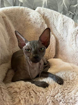 Sphynx Junge 