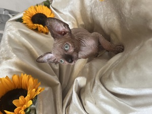 Canadian Sphynx Kitten 