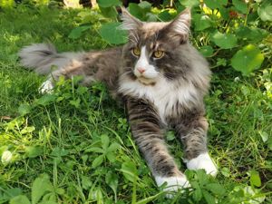 Reinrassiger Maine Coon Deckkater freut sich über Katzenbesuch (kein Verkauf)