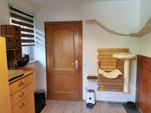 Reinrassiger Maine Coon Deckkater freut sich über Katzenbesuch (kein Verkauf) Bild 4