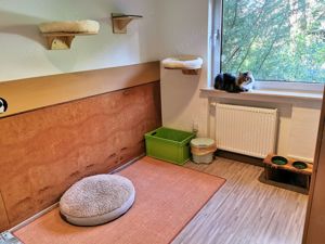 Reinrassiger Maine Coon Deckkater freut sich über Katzenbesuch (kein Verkauf) Bild 5