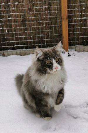 Reinrassiger Maine Coon Deckkater freut sich über Katzenbesuch (kein Verkauf) Bild 3