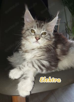 Maine Coon Kitten mit Stammbaum suchen ab 27.09.2024