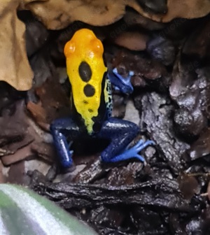 dendrobates tinctorius Brasilianer 