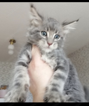 Maine Coon Kitten mit Stammbaum 