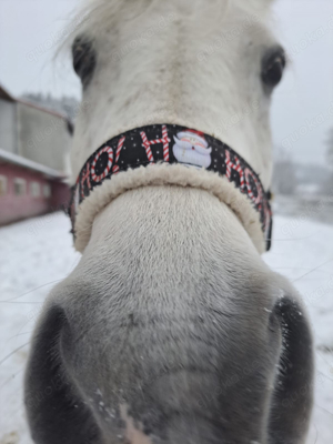 süßes Pony als Beisteller zu verkaufen