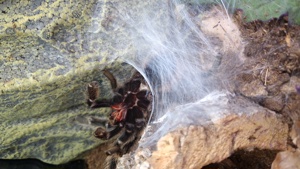 Lasiodora parahybana männlich