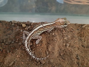 0.1 Madagaskar Großkopfgecko Weibchen