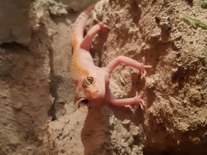 Leopardgecko Weibchen White & Yellow 