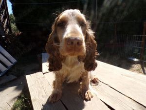 Cocker Spaniel Madchen in seltene Farbe Liver Roan 15 Monaten alt