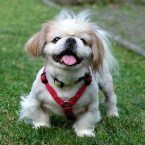 Opi Rocky, ca. 13 Jahre - Tibet-Spaniel - Tierhilfe Franken e.V.