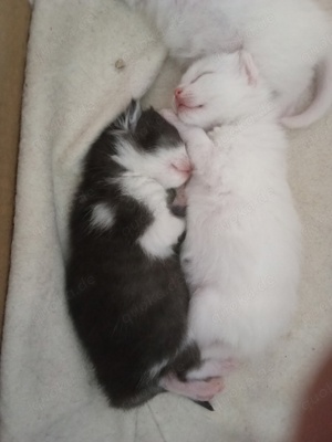 perser mix kater nur zwei zusammen die letzten sehr flauschig 