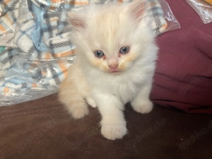 Katzenbabys Maine Coon- Perser Kitten Kater