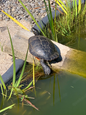 Wasserschildkröte, Sumpfschildkröte, Schmuckschildkröte