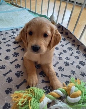 Charmanter Golden Retriever Welpe sucht Familie