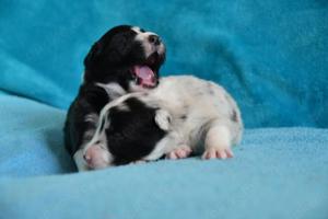 Reinrassige Border Collie Welpen in wunderschönen Farben