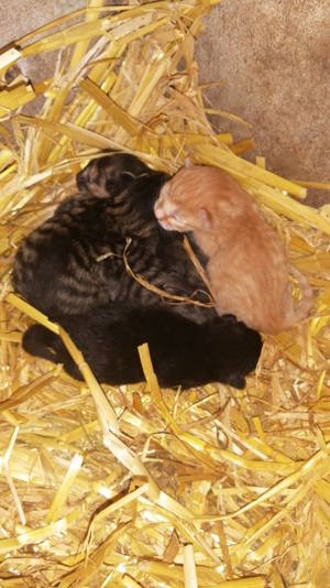 Katzenbabys