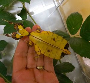 Wandelndes Blatt Wandelnde Blätter Phyllium Tobeloense Galela