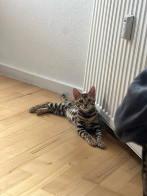 Bengal Kater