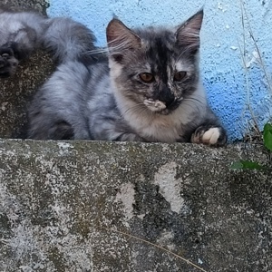 BKH - Main-Coon Mix Kitten 