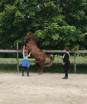 Pflegebeteiligung   Reitbeteiligung gesucht 