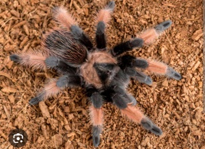 Brachypelma emilia