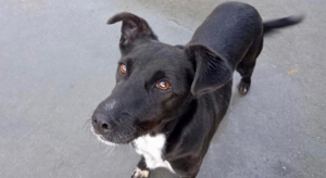 LISSIE    wartet auf ihr Glück Bild 7