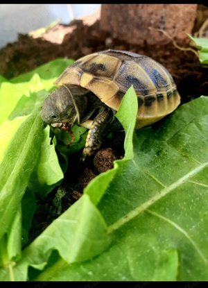 Griechische Landschildkröten NZ  THB