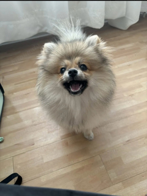 pomeranian mädchen