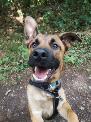 Malinois-Mix Oskar sucht ein neues Zuhause 