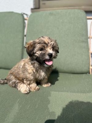 Welpen Hundebabys Havaneser Shih-Tzu  Neuwied, Köln, Frankfgurt am Main