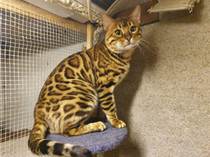 Wunderschöner Bengal Deckkater (Champion)