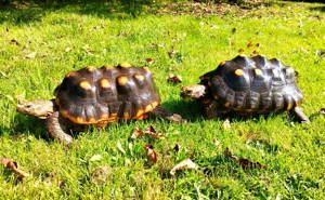 Köhlerschildkröten Zuchtpaar 