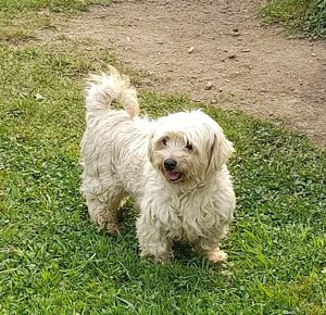 Malteserhündin Nelly sucht schönes Zuhause