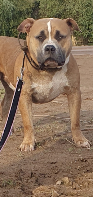 American Bully Deckrüde 