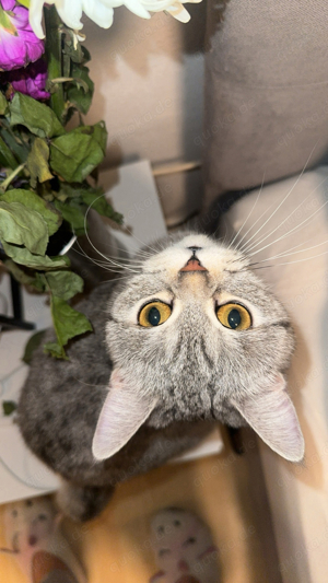 2 BKH Katzen Damen auch einzeln abzugeben 