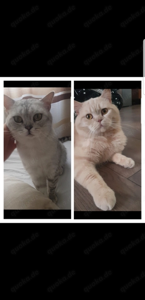 2 nette Katzen Kater 300 euro pro Katze