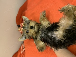 Yorkshire Terrier Welpe exklusiv 