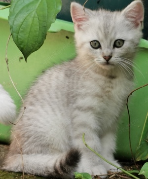 BKH-Kitten, BKH, Britisch Kurzhaar, Katzenbaby, junge Katzen, Silver Shaded, Point